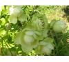 Роза Лавли Грин (Lovely Green)